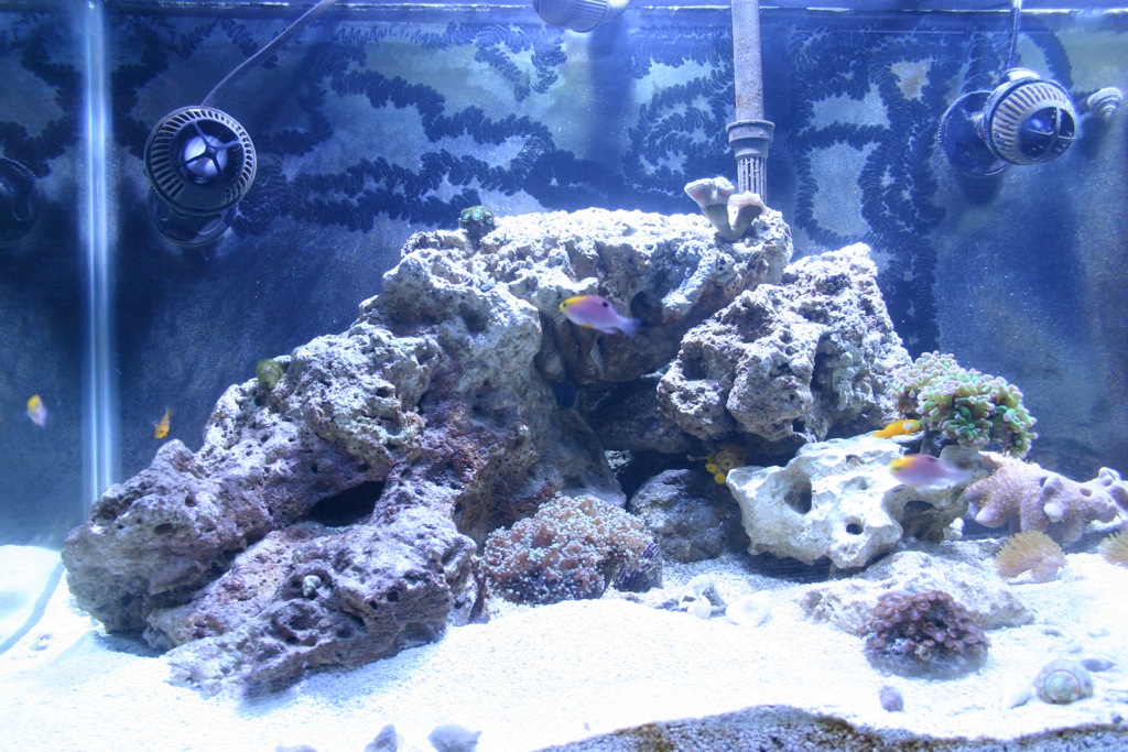 Live Rock Placement